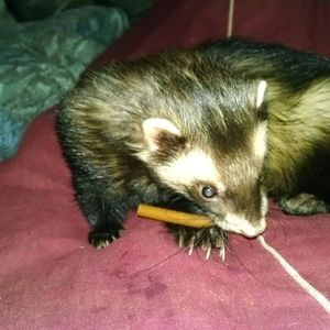 Meet your Posher, Steve